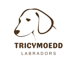 Tricymoedd Labradors
