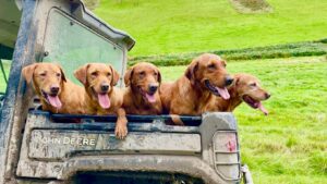fox red labradors travelling to the field
