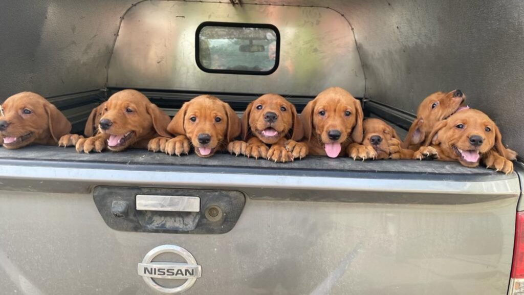 litter of fox red labrador puppies in back of a truck going out to explore