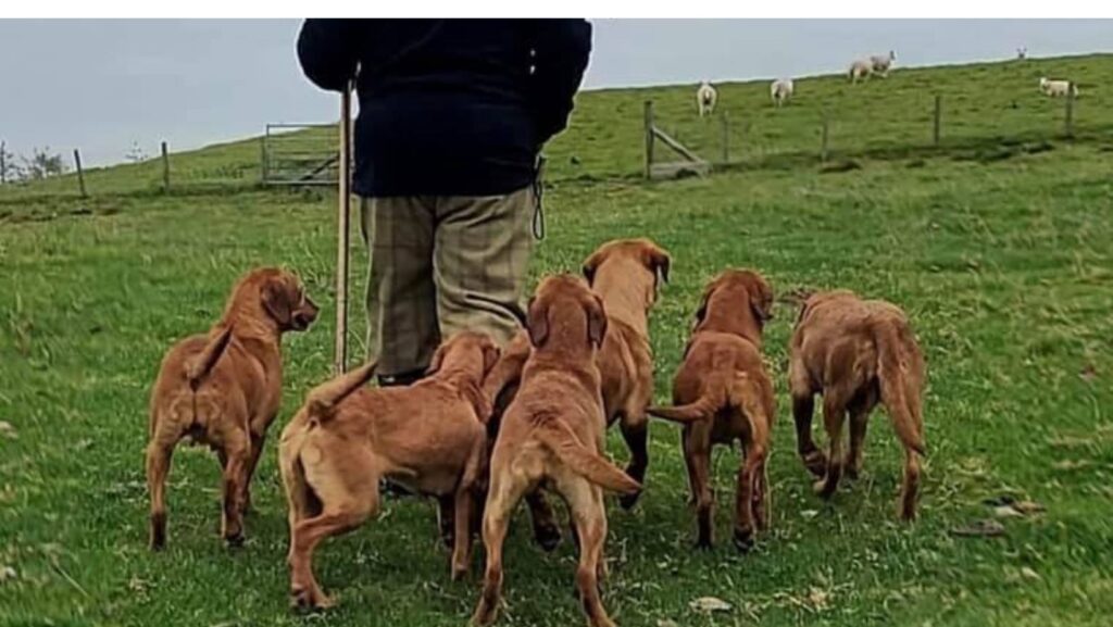 breeder Kevin and his labradors